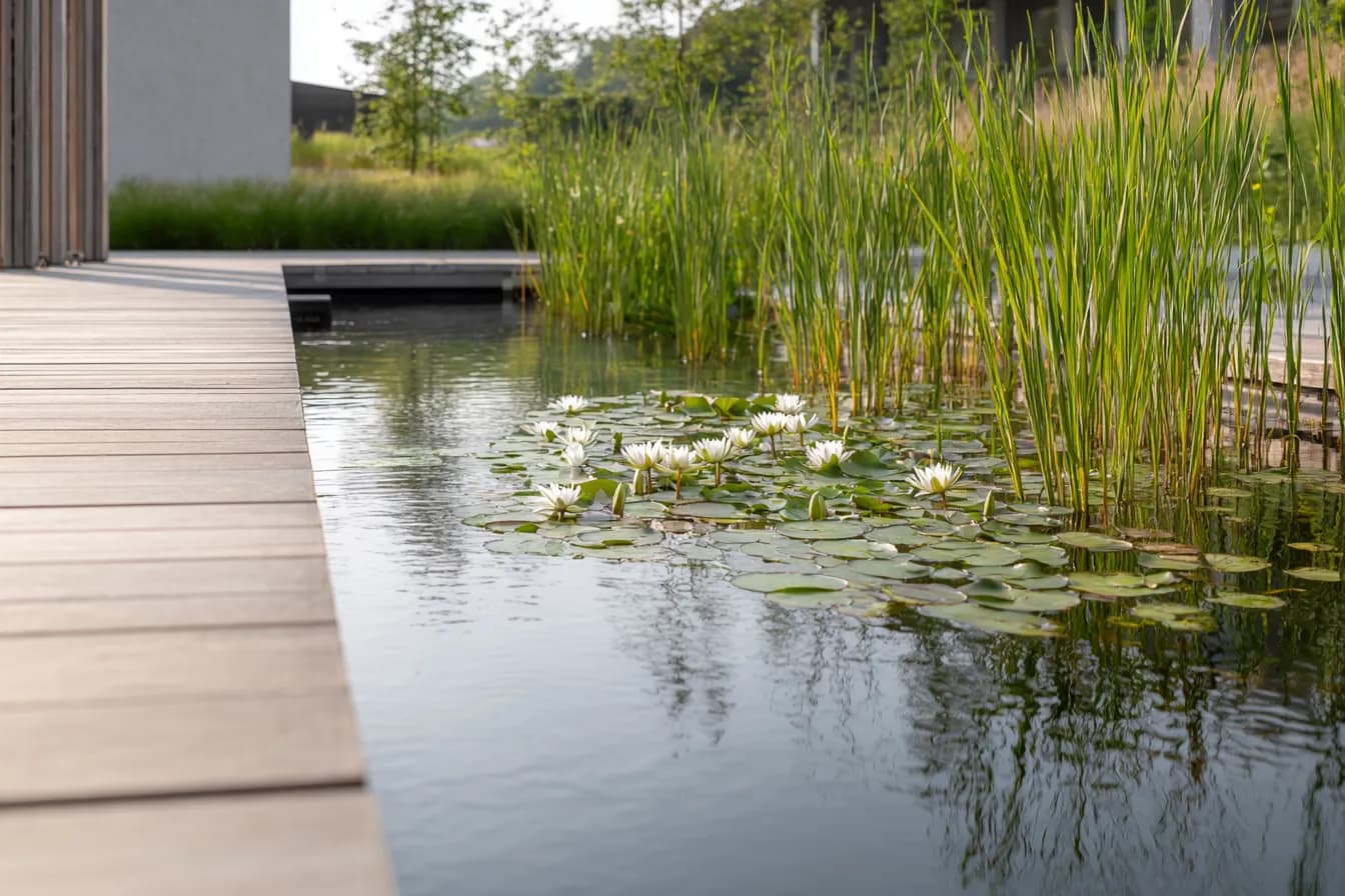 Naturpool mit kristallklarem Flachwasser und Pflanzzone — Wasseraufbereitung ohne Chemie